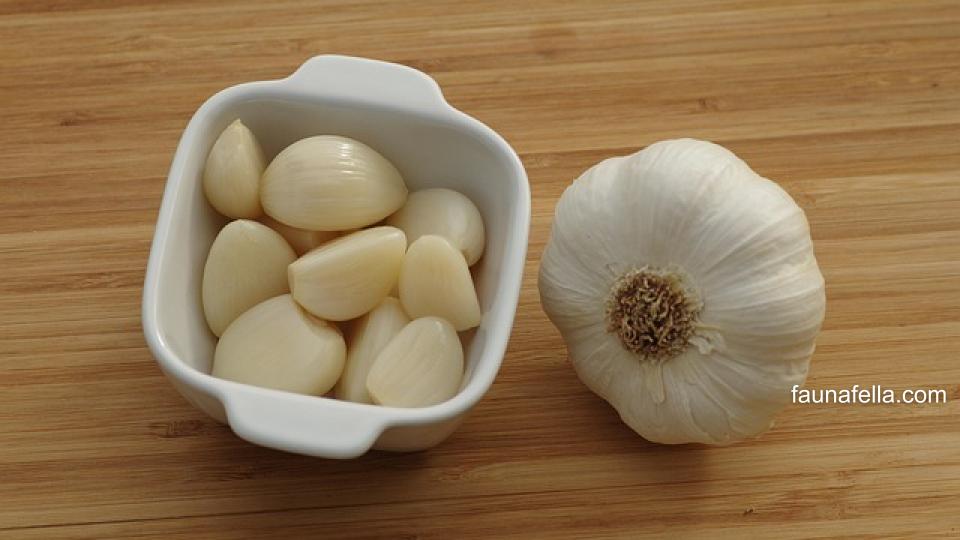 Bawang putih mengandung senyawa yang cukup berbahaya untuk kucing. Sehingga, Anda tidak bisa mengobati kucing cacingan dengan bawang putih.