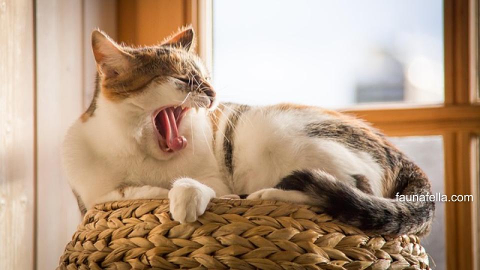 Cara mengobati kucing mengeluarkan air liur dan lemas bisa dimulai dengan mengetahui beberapa penyebabnya dari mulai stress hingga sakit ginjal.