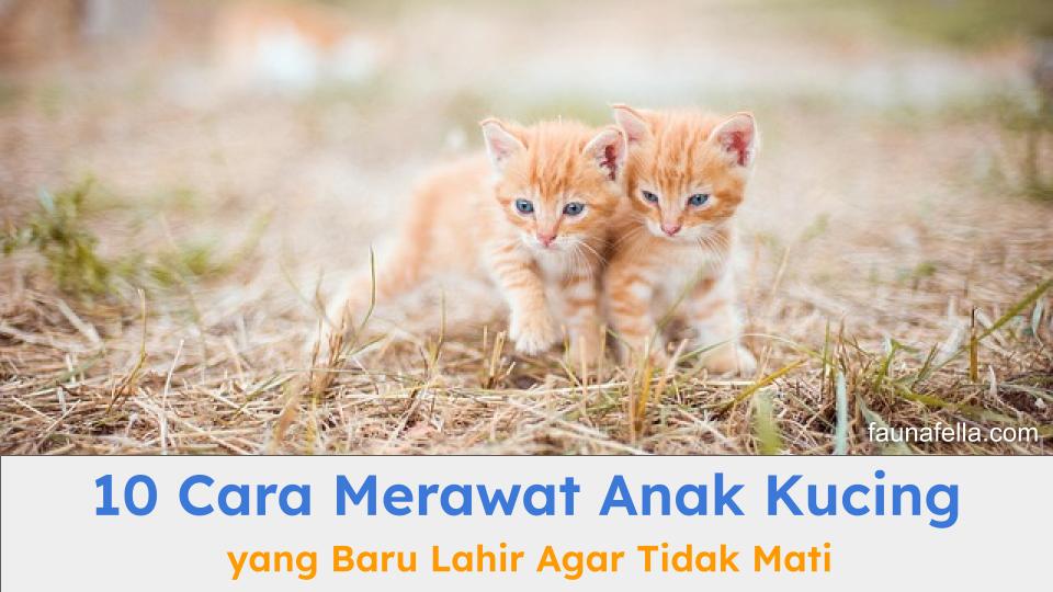 Cara merawat anak kucing yang baru lahir agar tidak mati harus dilakukan dengan benar seperti yang dijelaskan di artikel ini.