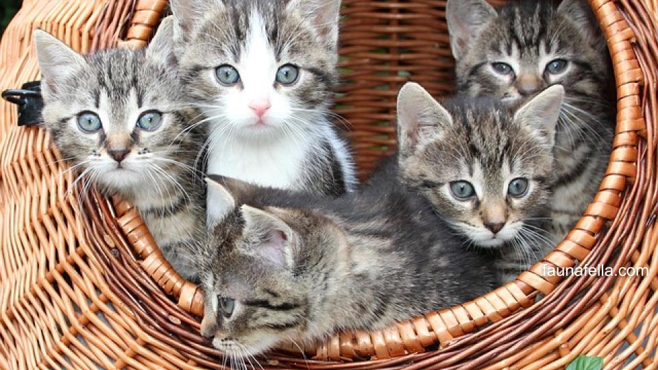 Selain tahu cara merawat anak kucing yang baru lahir agar tidak mati, pentingnya juga untuk tahu hal-hal yang keliru tapi sering dilakukan pemilik kucing pemula.