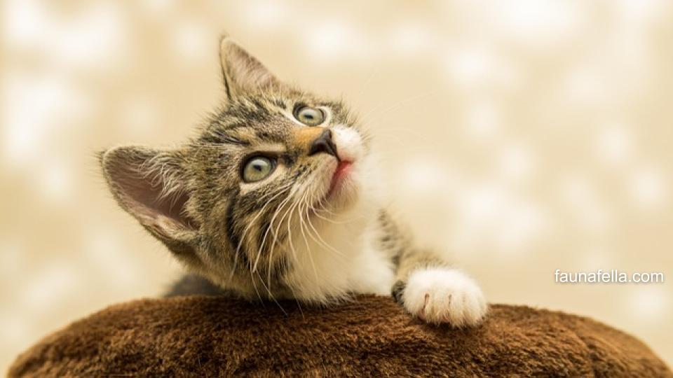 Kulit kucing berkerak dapat menimbulkan masalah kulit sekunder dan membuat kucing stress jika tidak segera diobati.