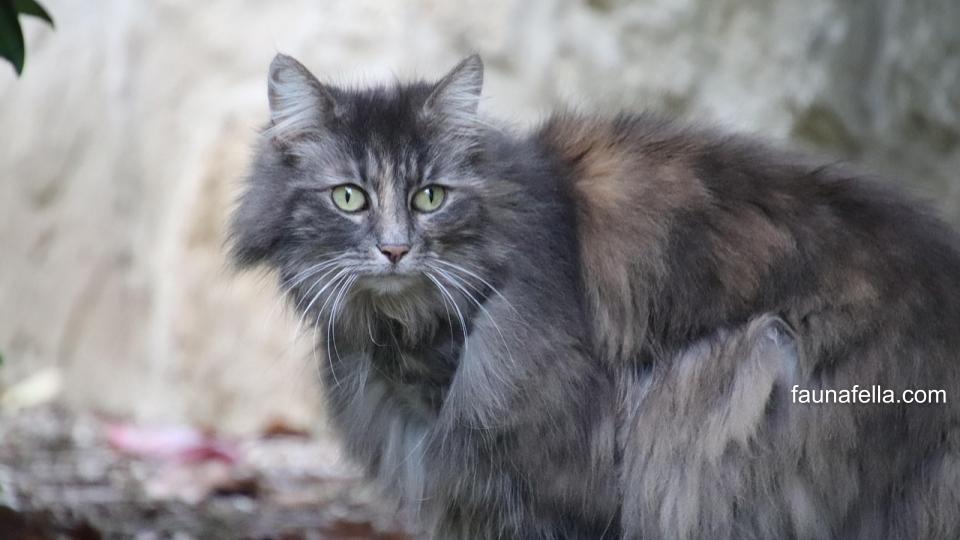 Dalam memilih nama kucing perempuan aesthetic, pastikan itu adalah nama dengan arti yang bagus dan sesuai karakter atau tampilan kucing.