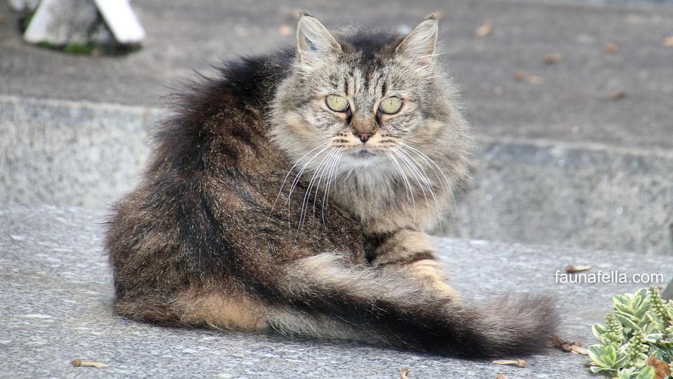 Calon pemilik harus mengetahui tips memilih harga kucing anggora yang tepat agar tidak salah pilih dan kualitas kucing pun sesuai harga adopsinya.