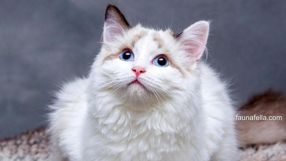 Kucing yang bebas jamur terlihat lebih menawan dan sehat. Pengobatan jamur pada kucing bisa dimulai dengan salep atau sampo.
