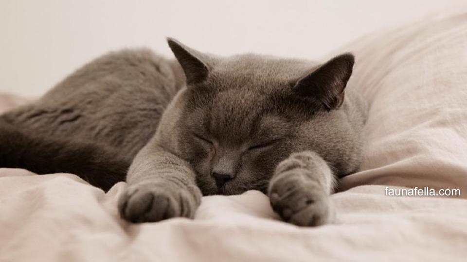 Daftar biaya steril kucing jantan ini hanya untuk acuan karena tiap kota, harga bisa berbeda-beda.