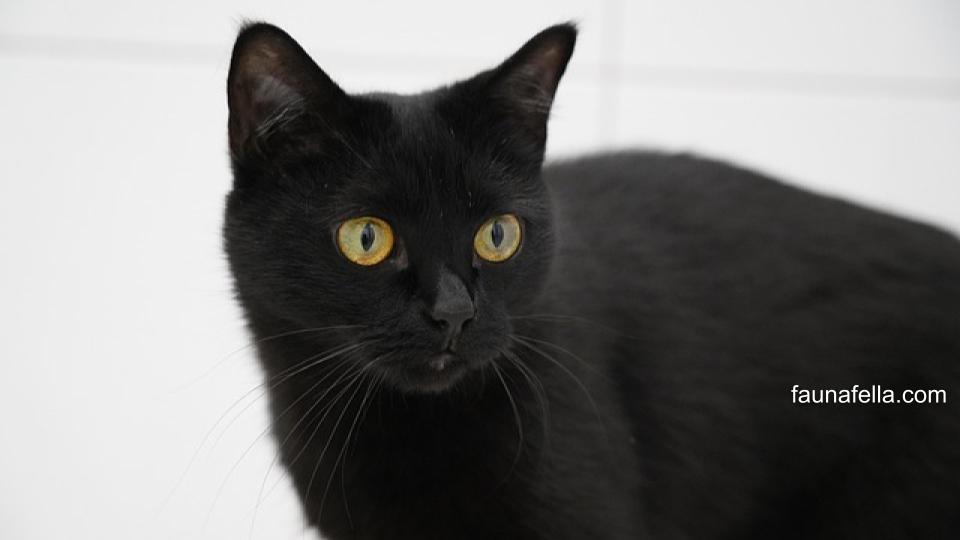 Mengetahui arti kucing hitam masuk rumah yang benar dapat membantu Anda tidak sepenuhnya percaya takhayul.
