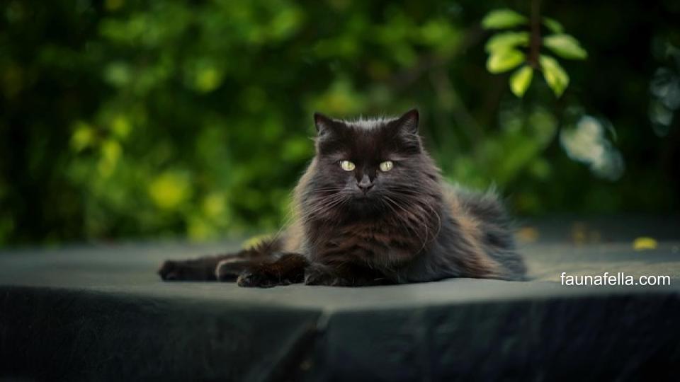 Dengan mengetahui kucing dewasa umur berapa, Anda bisa tahu kapan jadwal vaksin atau strelisasi yang tepat.