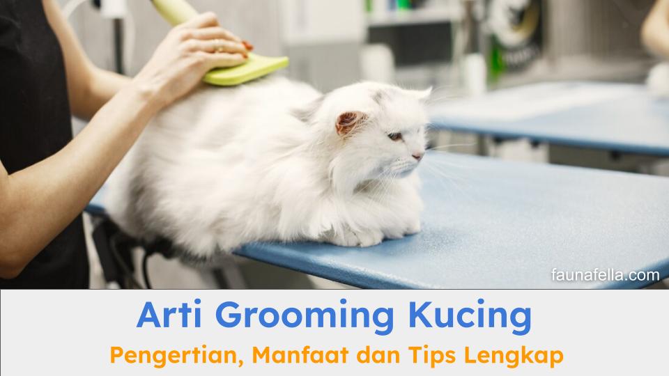 Arti grooming kucing bisa sebagai perawatan kucing secara lengkap dari mulai memandikan hingga perawatan bulu, kuku dan jamur.