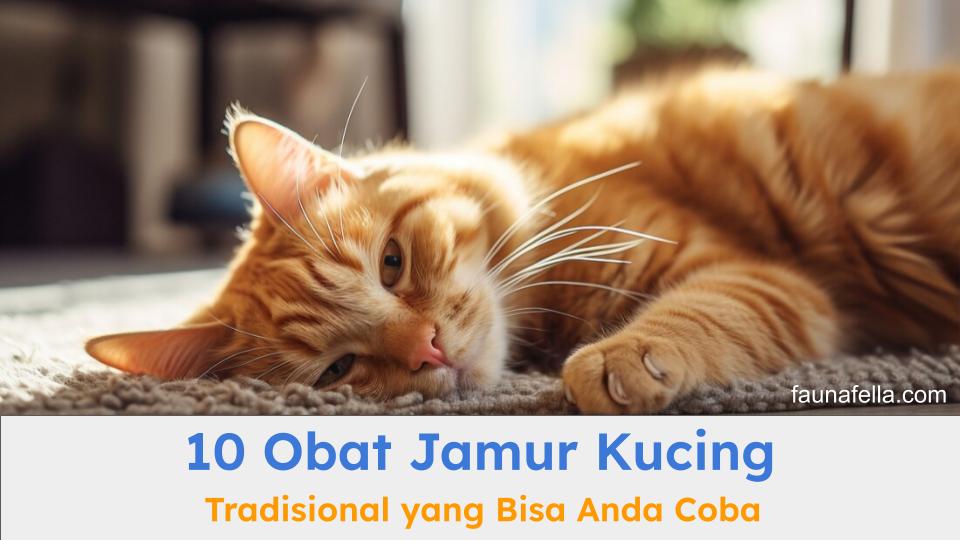 Obat jamur kucing tradisional dapat membantu mengurangi bahkan menghilangkan jamur pada kulit kucing secara aman.