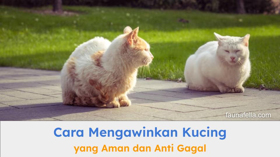 Cara mengawinkan kucing yang aman dan anti gagal harus sesuai dengan rekomendasi ahli.