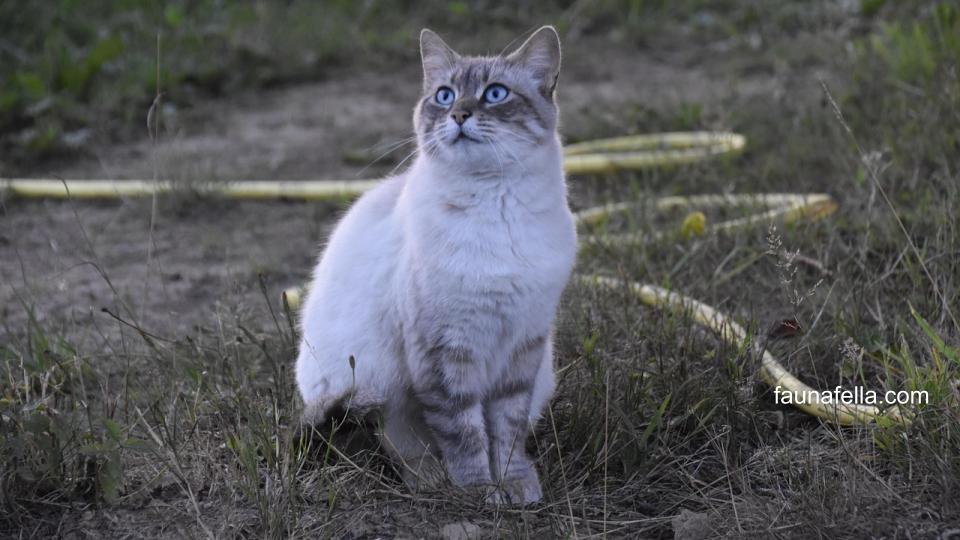 Mengetahui umur maksimal kucing membantu meningkatkan kualitas hidup kucing dengan memberikan makanan dan perawatan yang tepat.