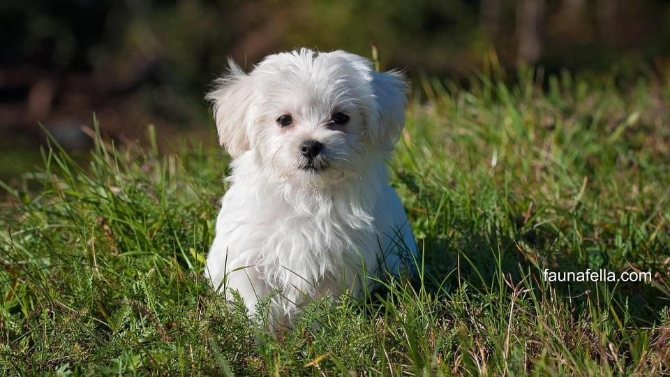 Anjing Maltese, dengan warna putihnya, terlihat sangat anggun. Tubuh mungilnya juga membuatnya lebih menggemaskan.