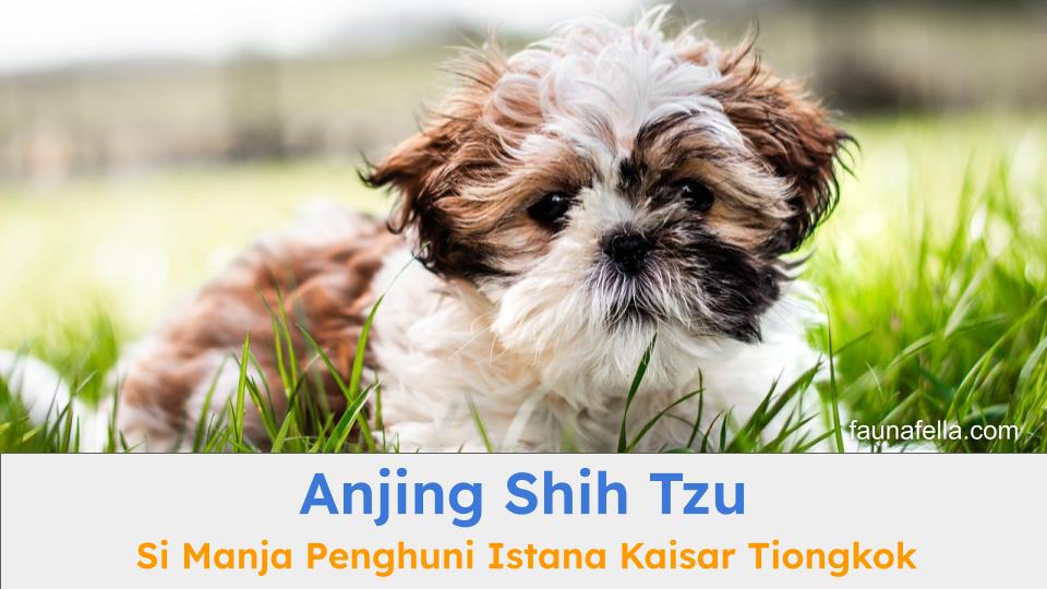 Anjing Shih Tzu merupakan simbol dari kemewahan dan kebangsawanan dari era kaisar di Tiongkok.
