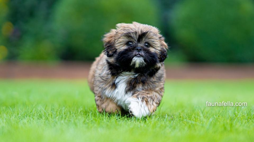 Anjing Shih Tzu sudah menjadi hewan kesayangan dari zaman kaisar di Tiongkok hingga saat ini, yang juga menjadi simbol kemewahan.