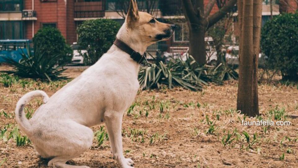 Anjing kampung memiliki loyalitas tinggi dan perawatannya cenderung lebih mudah daripada anjing ras impor