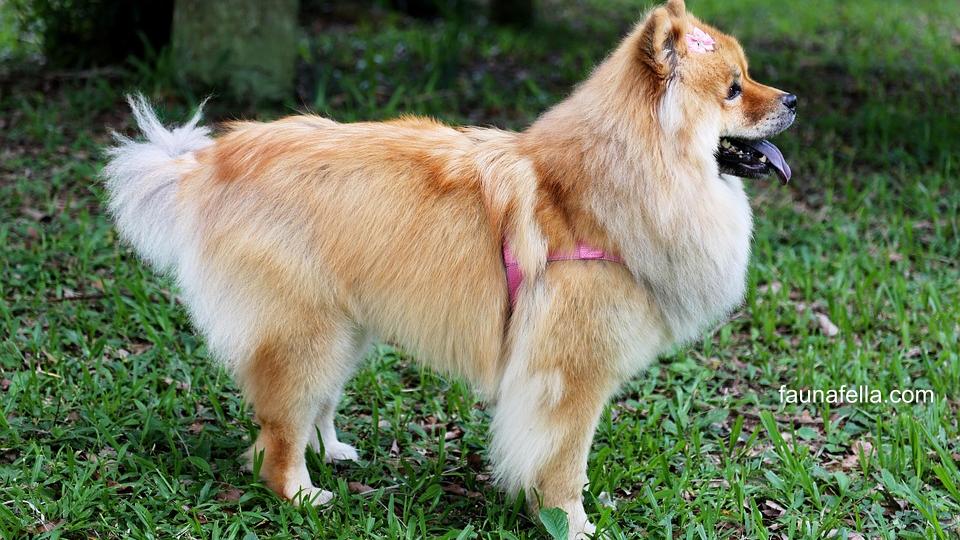 Anjing Chow Chow awalnya adalah anjing penjaga bangsawan di Tiongkok. Mereka juga menjadi simbol kemewahan dan kewibawaan dari para bangsawan.