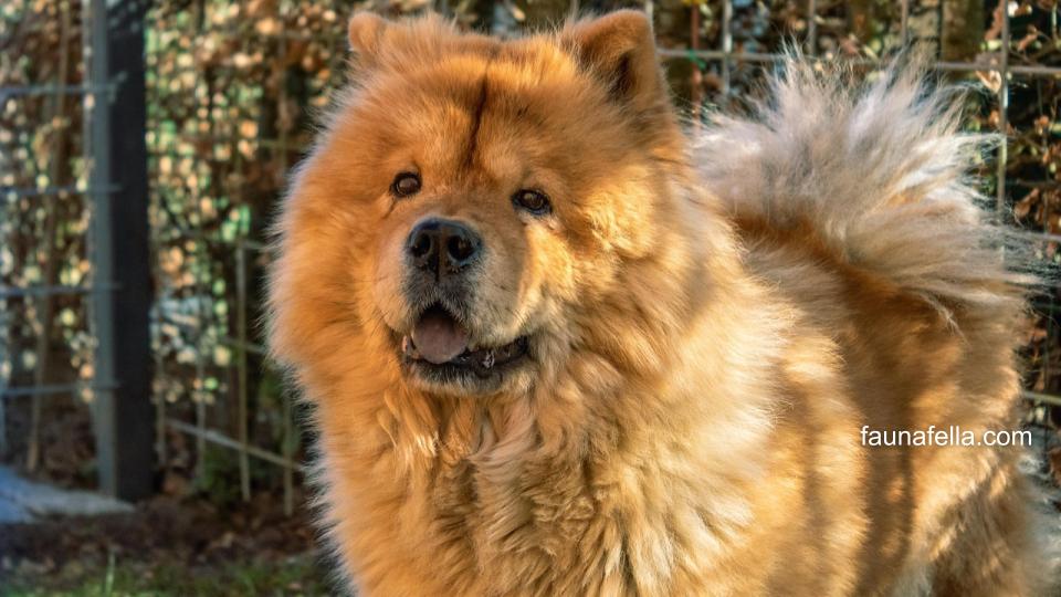 Anjing Chow Chow memiliki ciri fisik lidah berawarna biru dan bentuk muka atau bulu yang seperti singa. Karakternya sangat cocok untuk Anda yang cenderung introvert.