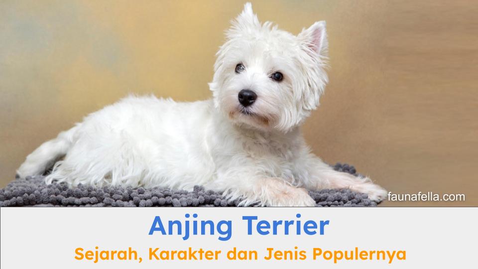 Anjing Terrier memiliki sejarah dan karakter yang unik. Selain itu, berbagai jenisnya juga menarik untuk dikenal.