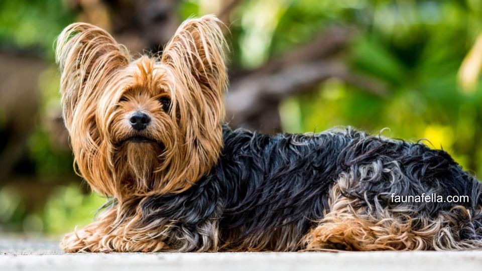 Anjing Terrier awalnya digunakan oleh para petani untuk membantu pekerjaan. Tapi, saat ini sudah menjadi bagian dari keluarga modern di berbagai dunia.