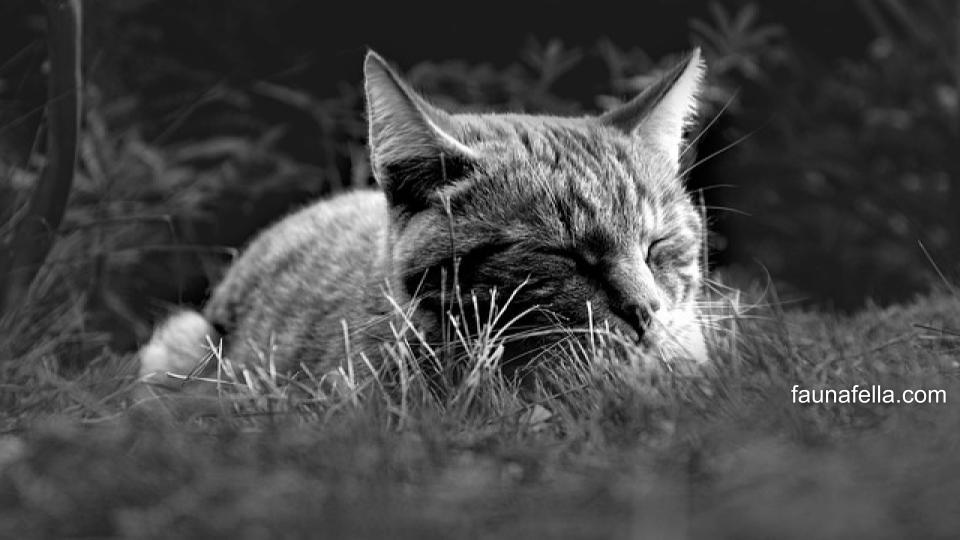 Kucing memang bukan hewan dilindungi, tapi hukum menabrak kucing bisa berdampak pada psikis pengendara maupun pemilik.
