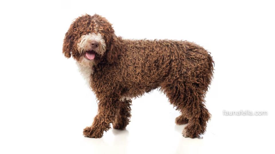 Anjing Poodle memiliki karakter yang menarik, ceria, aktif dan sangat cerdas. Belum lagi ukurannya juga cenderung kecil, sehingga sangat imut.