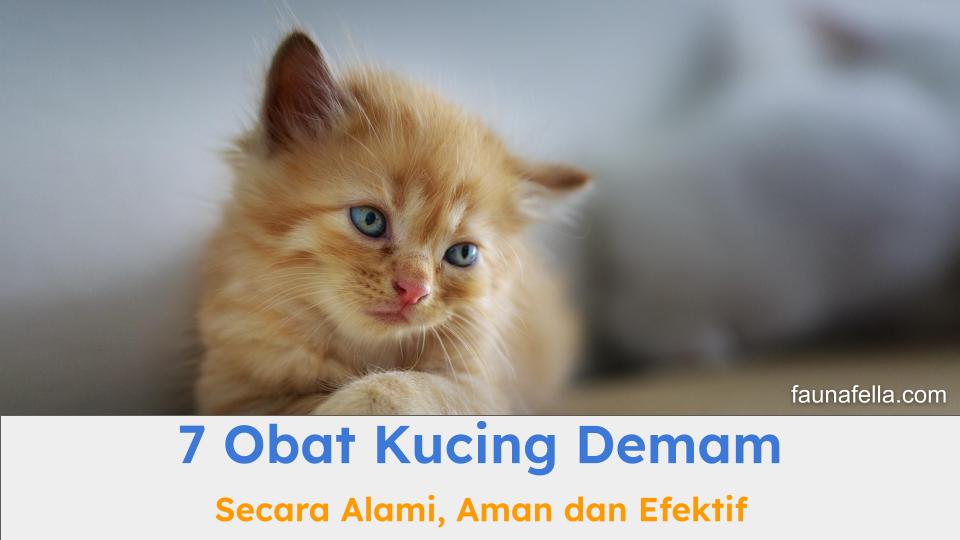 Obat kucing demam secara alami bisa menjadi solusi yang lebih aman dan efektif untuk mengobati demam.