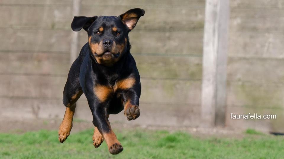 Sudah dari sejarahnya anjing Rottweiler menjadi anjing pelindung atau penjaga. Sehingga, saat ini pun karakter utama tersebut masih melekat kuat.