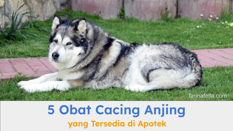 Obat cacing anjing dapat Anda gunakan ketika muncul tanda-tanda anjing mengalami cacingan.