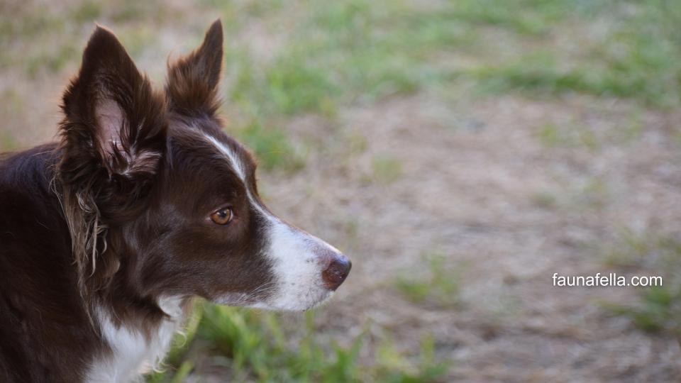 Anjing Border Collie dapat menjadi anjing keluarga yang cerdas dan setia. Mereka juga mudah bersosialisasi.
