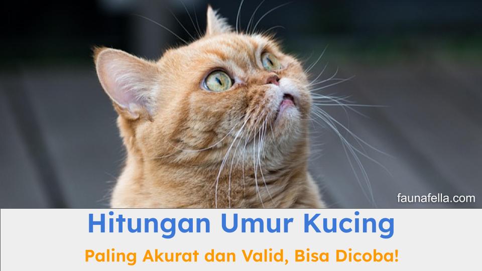 Hitungan umur kucing paling akurat dapat membantu Anda mengetahui usia kucing dan perawatannya dengan benar.