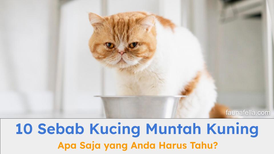 Penyebab kucing muntah kuning harus segera Anda ketahui. Sehingga, kucing akan mendapatkan perawatan yang tepat.