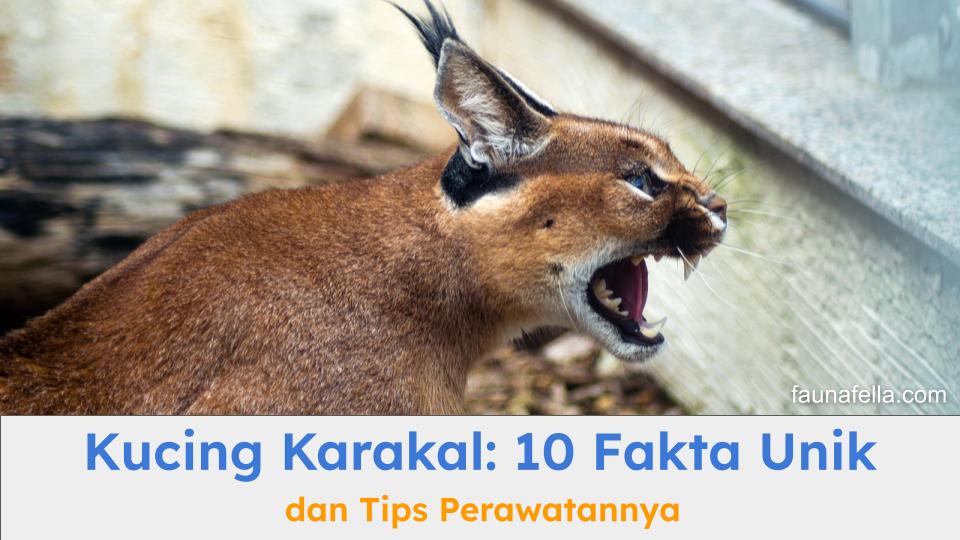 Kucing Karakal memiliki ciri yang sangat khas dibandingkan kucing rumahan. Ini juga termasuk karakternya.