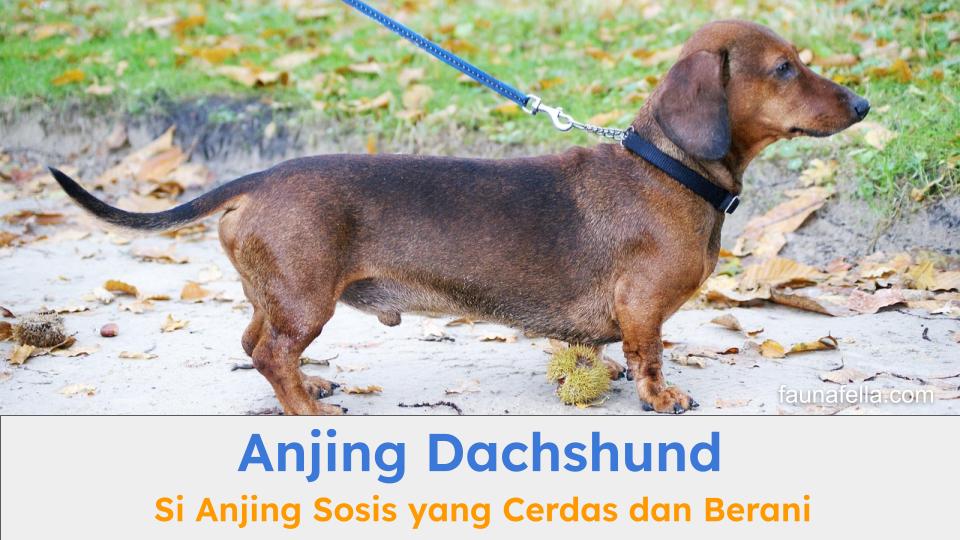 Anjing Dachcshund diskenal sebagai anjing sosis karena bentuk tubuhnya yang kecil dan panjang. Karakternya cerdas dan juga aktif.