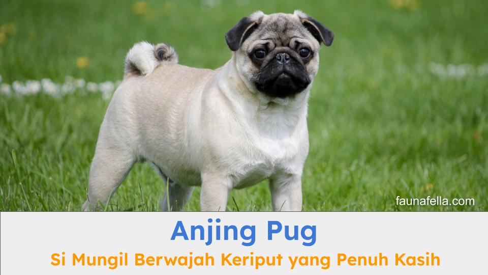 Anjing Pug memiliki ciri khas dengan ukuran kecil dan wajah keriput. Karakternya juga setia, cerdas dan penuh kasih sayang.