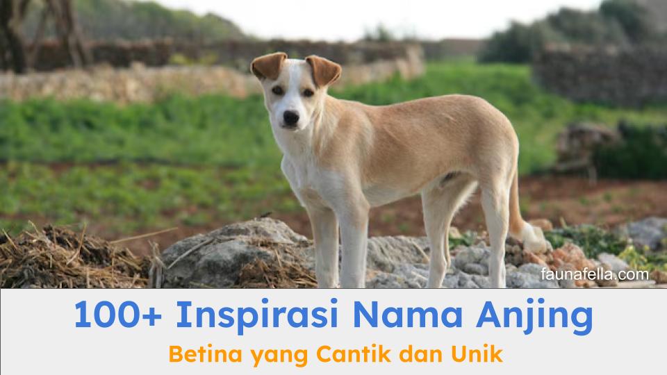 Faunafella gambar foto artikel (4)
