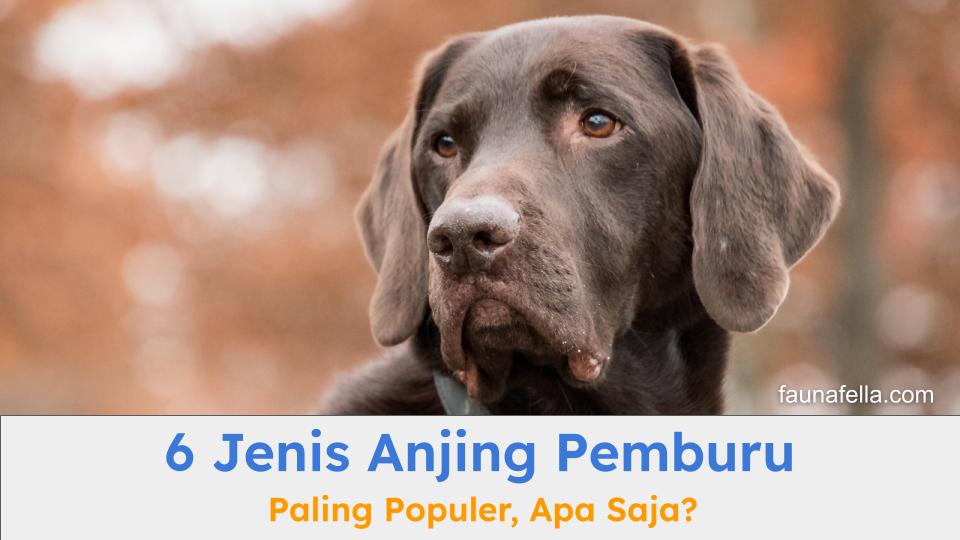 Anjing pemburu memiliki insting alami untuk melakukan perburuan sesuai dengan mangsanya. Tapi, mereka juga tetap butuh pelatihan yang tepat.