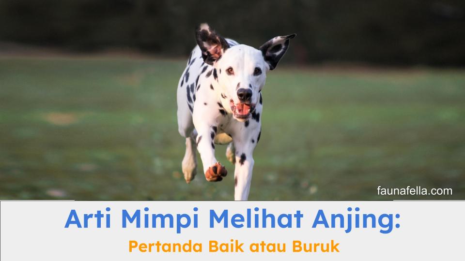 Mimpi melihat anjing bisa menjadi pertanda baik atau buruk secara mitos. Tapi, Anda juga perlu tahu fakta di balik mimpi ini.