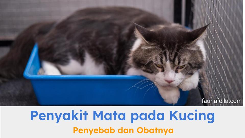 Penyakit mata pada kucing bisa menjadi indikasi bahwa kondisi kesehatan kucing tidak baik-baik saja dan butuh penanganan segera.