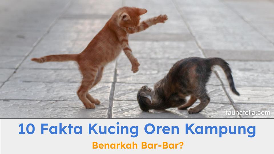 Fakta kucing oren kampung memang menarik. Bukan hanya karena warnanya, tapi juga karakternya dan apakah memang bar-bar? Simak penjelasannya.