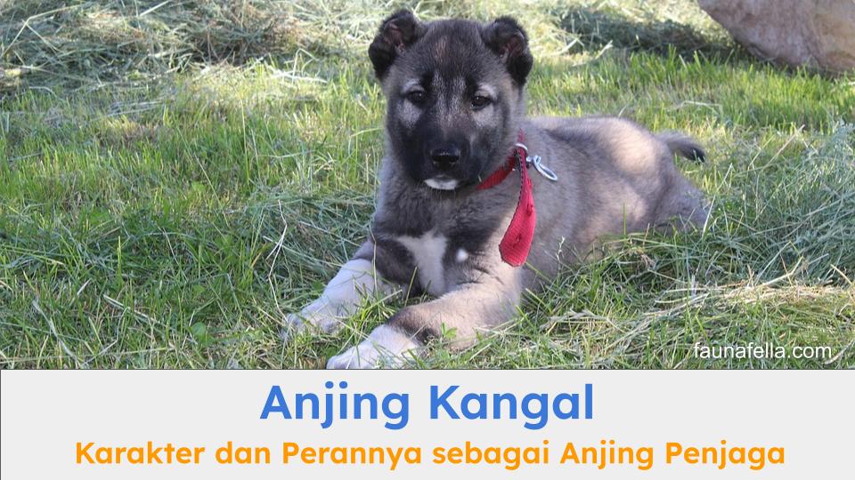 Anjing Kangal adalah ras asli dari Turki dan memiliki sikap yang tegas sehingga dapat menjadi anjing penjaga yang setia.