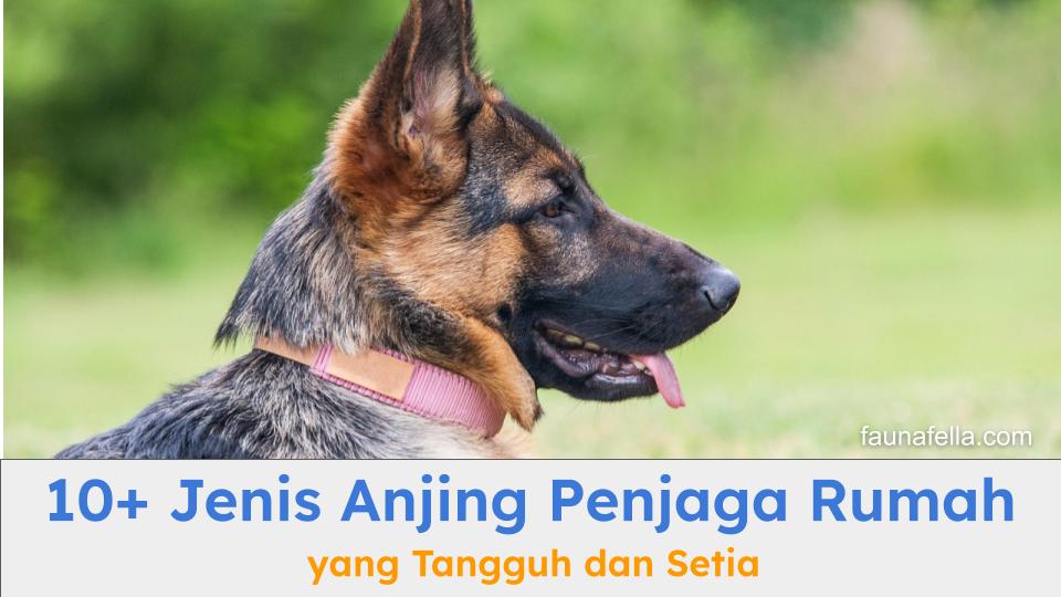 Anjing penjaga rumah memiliki insting yang kuat dalam mengawasi dan memberikan perlindungan bagi penghuni rumah.