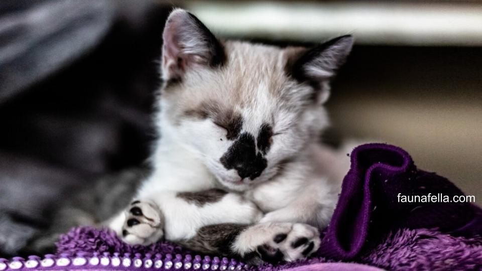 Kandungan pada Lacto B untuk kucing membantu mengatasi berbagai masalah pencernaan termasuk diare pada kucing dari kitten hingga senior.