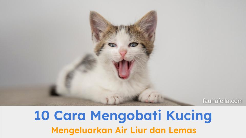 Cara mengobati kucing mengeluarkan air liur dan lemas sangat penting untuk Anda ketahui agar tahu penanganan yang tepat.