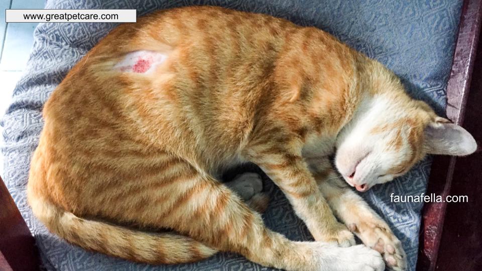 Hot Spots adalah penyakit kulit pada kucing yang membuat kucing tidak nyaman dan bisa menjadi penyakit yang serius jika tidak segera diobati.