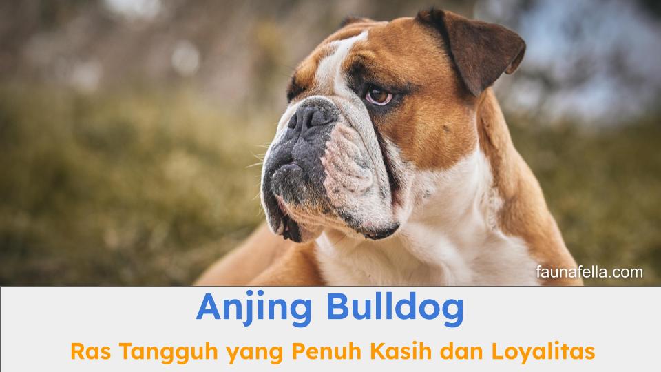 Anjing Bulldog adalah jenis ras anjing yang tangguh. Tapi, mereka juga setia dan penuh dengan kasih sayang.