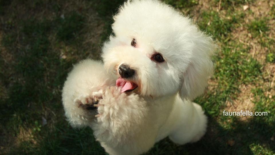Anjing Bichon memiliki karakter yang ceria dan cerdas. Mereka juga mudah belajar atau dilatih berbagai trik.