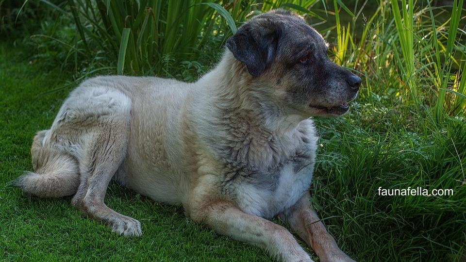 Anjing Kangal berasal dari Turki dan memiliki sifat alami sebagai anjing penjaga. Bahkan, hingga saat ini naluri mereka sebagai anjing penjaga masih kuat.