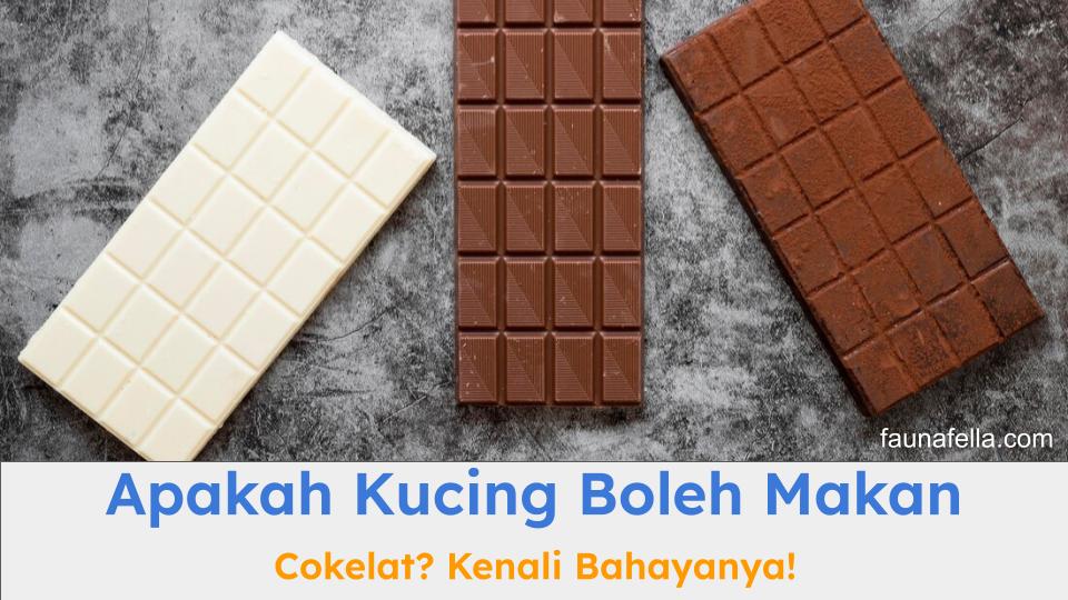 Apakah kucing boleh makan cokelat? Kenali dulu kandungan di dalamnya sebelum memberikan coklat pada kucing.
