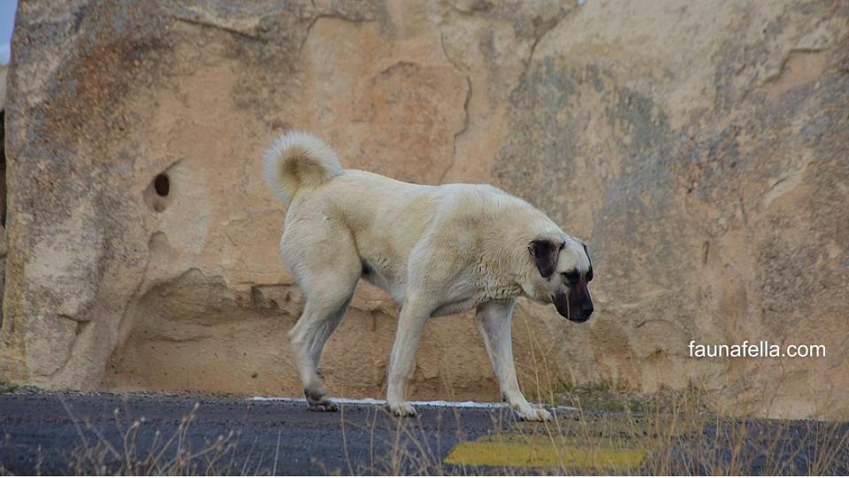 Anjing Kangal memiliki sikap lembut pada keluarga, tenang tapi waspada. Mereka juga dapat menjadi anjing penjaga bagi keluarga atau kawanannya.