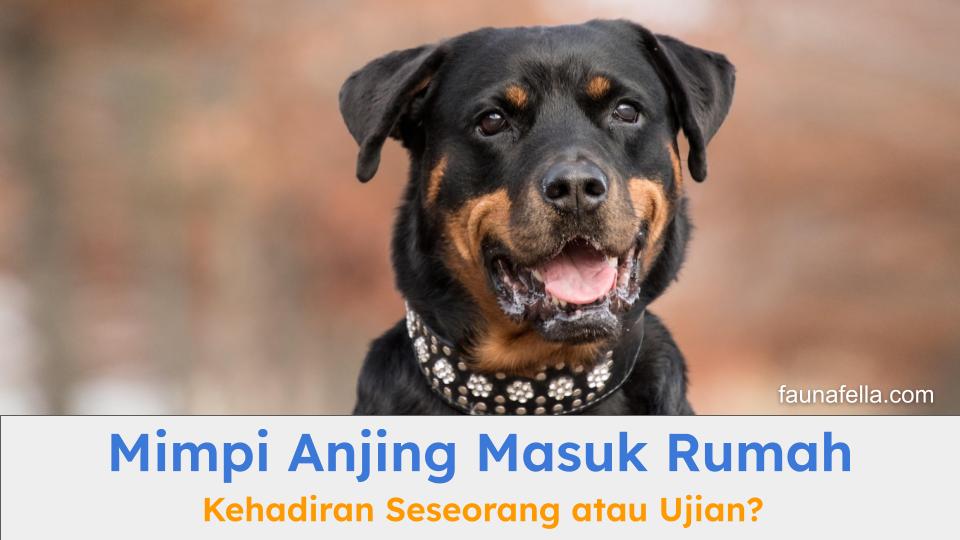 Mimpi anjing masuk rumah bisa bermakna banyak hal mulai dari kehadiran seseorang hingga peringatan akan ujian hidup.